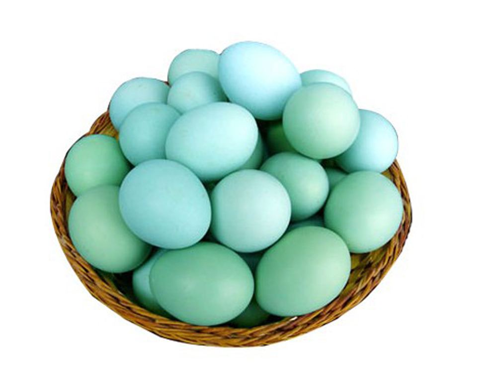 原生态绿壳鸡蛋多少钱_散养禽蛋供应商-安岳县柠农农业开发有限责任公司