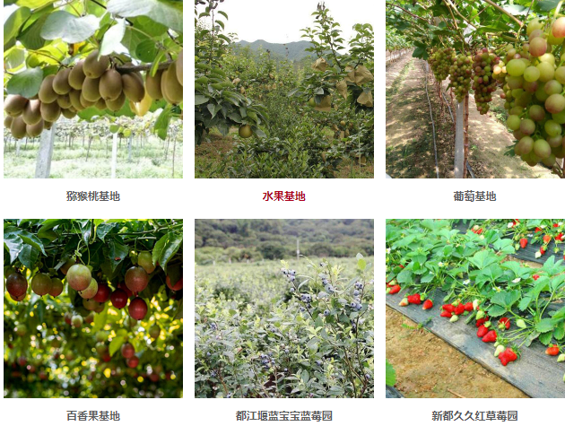 水果配送网站_生鲜水果相关-四川省忆鲜甜农业科技有限公司