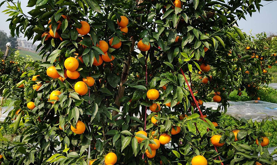 我们推荐自贡砂糖橘货源_砂糖橘批发相关-富顺县聚鑫种植家庭农场