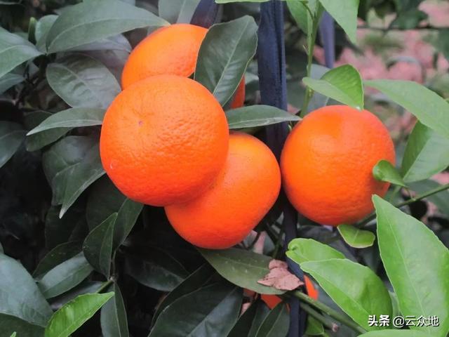 新鲜沃柑多少钱_富顺柑桔、橙、柚种植基地-富顺县聚鑫种植家庭农场