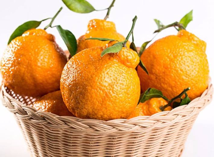 高品质富顺砂糖橘采购_砂糖橘供应商相关-富顺县聚鑫种植家庭农场