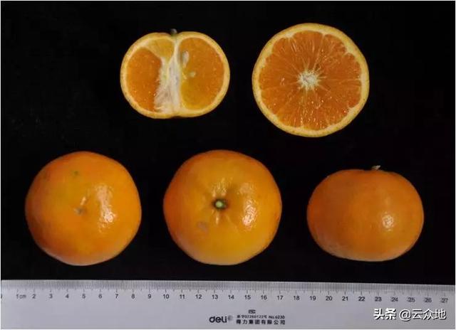 晚熟砂糖橘采购_砂糖橘出售相关-富顺县聚鑫种植家庭农场