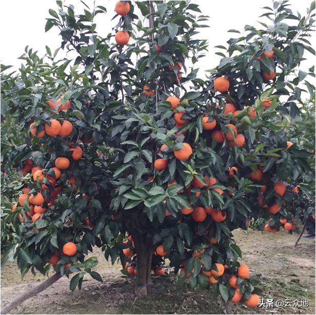丑柑多少钱_柑桔、橙、柚种植基地-富顺县聚鑫种植家庭农场
