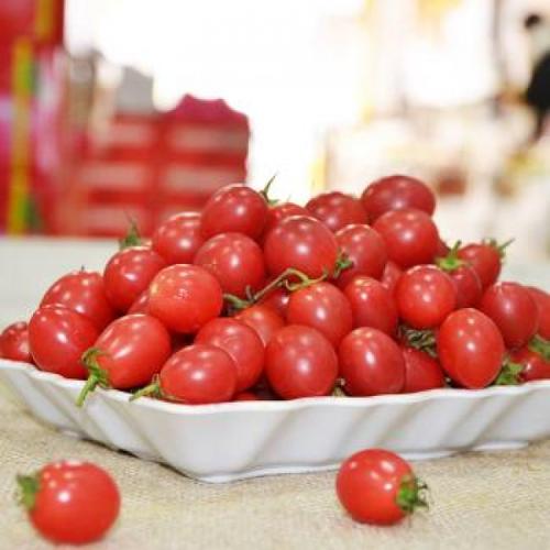 圣女果千禧番茄采购_种植基地-富顺县聚鑫种植家庭农场