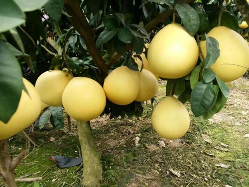 高品质自贡柚子供应_出售柚子相关-富顺县聚鑫种植家庭农场