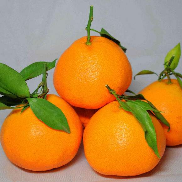 红心柚子多少钱_红心柑桔、橙、柚种植基地-富顺县聚鑫种植家庭农场