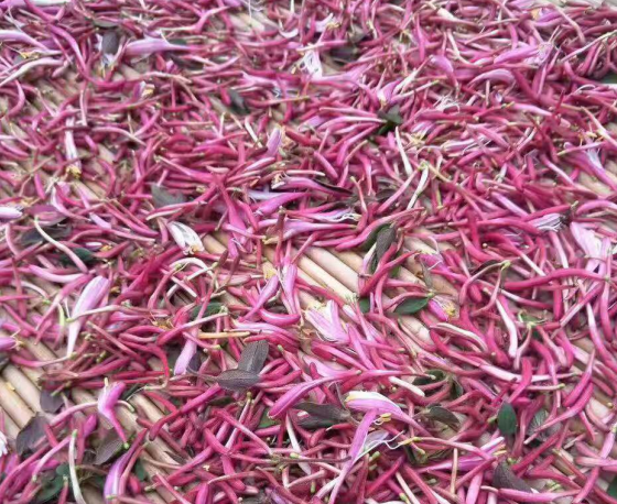 冬虫夏草属于川药的一种_超低价植物原药材-四川金博育农业科技有限公司