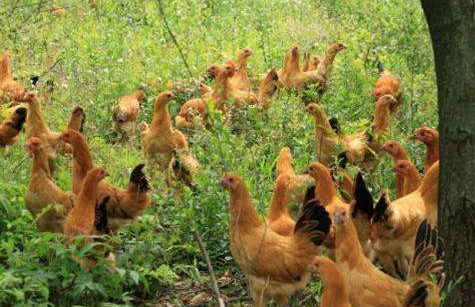 生态鸡与土鸡的区别_养生态鸡的主要优势_四川金博育农业科技有限公司