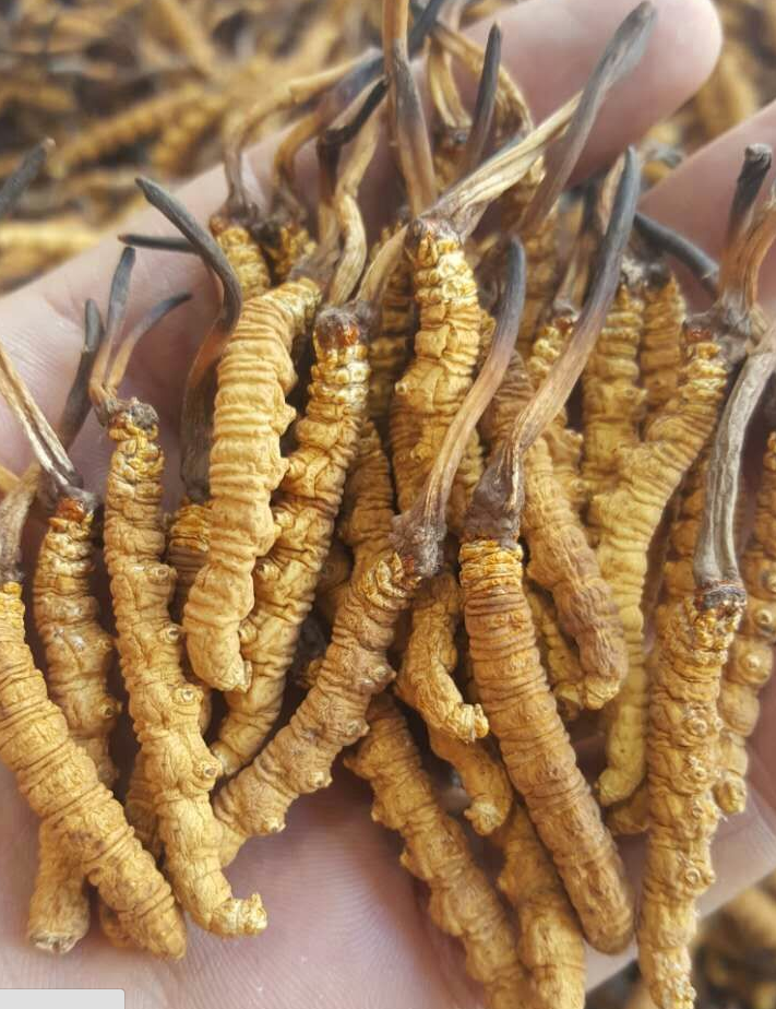 我们推荐优质虫草多少钱_西藏冬虫夏草相关-西藏极地生物科技有限公司