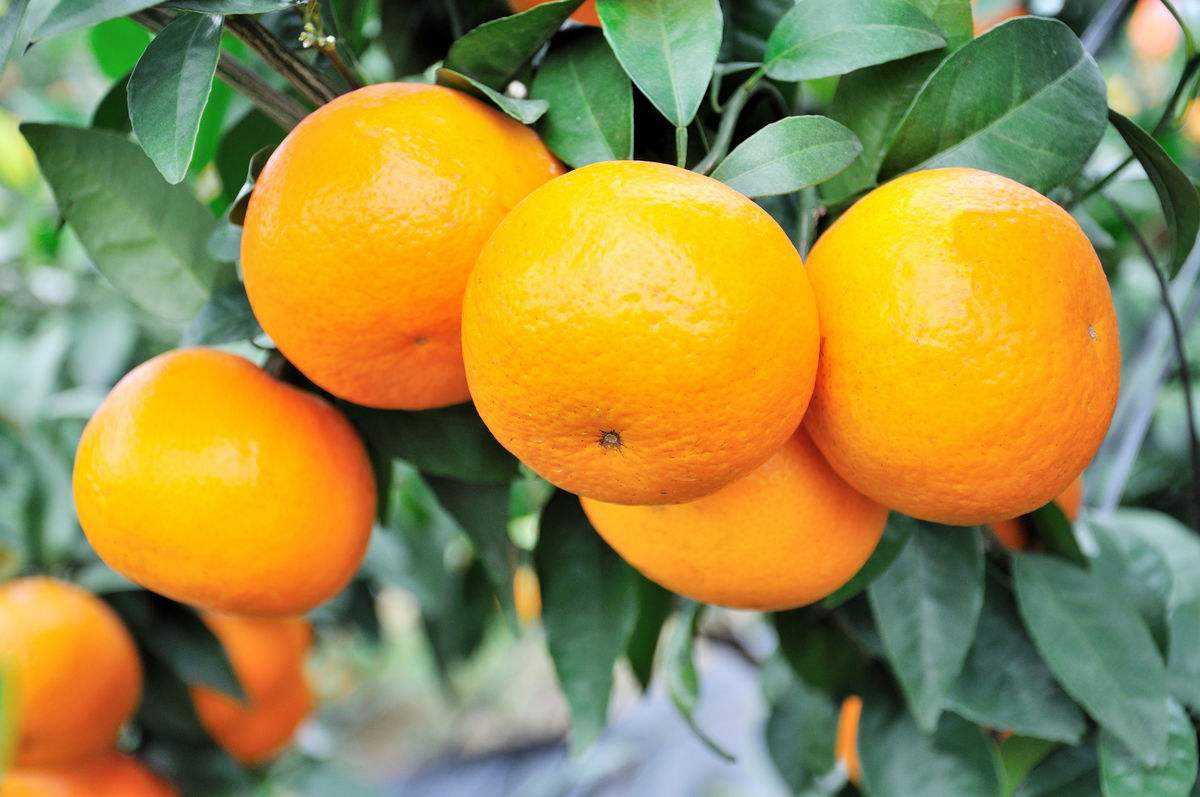 成都柑橘供应商_广西柑桔、橙、柚多少钱-富顺县聚鑫种植家庭农场