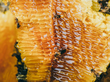 野生蜂蜜出售_蜂王浆相关-金牛区蜂花蜂产品经营部