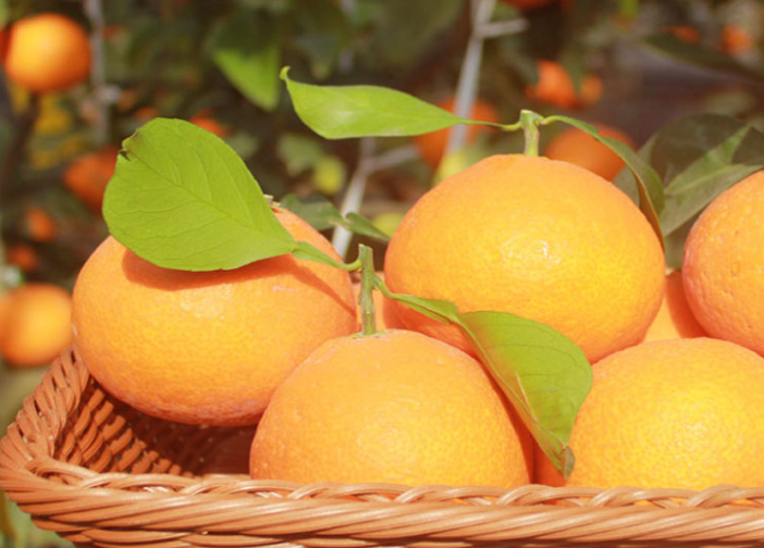 好吃的红香桔_正宗的柑桔、橙、柚批发商-富顺县聚鑫种植家庭农场