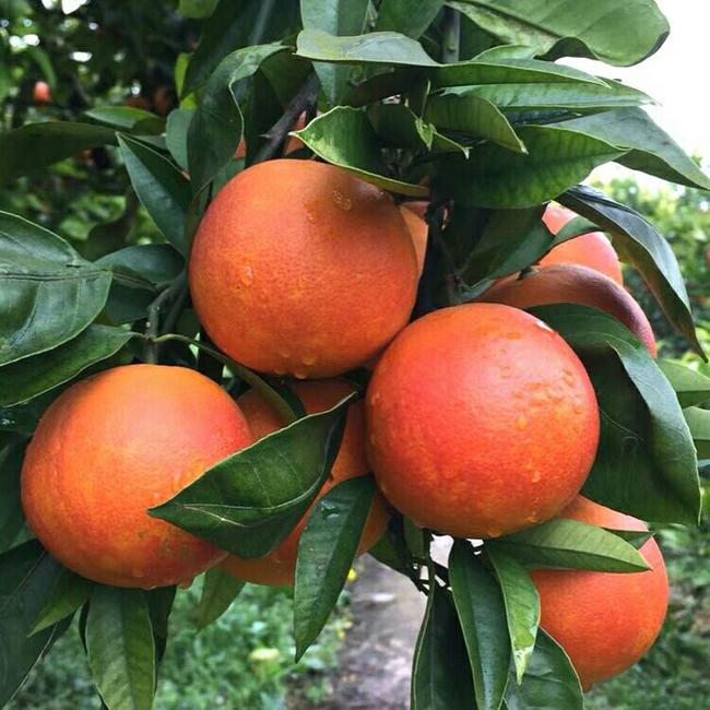 哪个牌子的血橙有名-富顺县聚鑫种植家庭农场