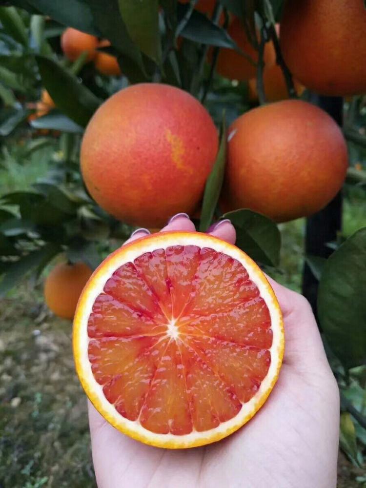 塔罗科血橙_血橙
