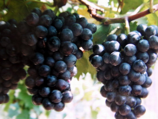 哪儿的葡萄有名_葡萄酒包装盒木相关-富顺县聚鑫种植家庭农场