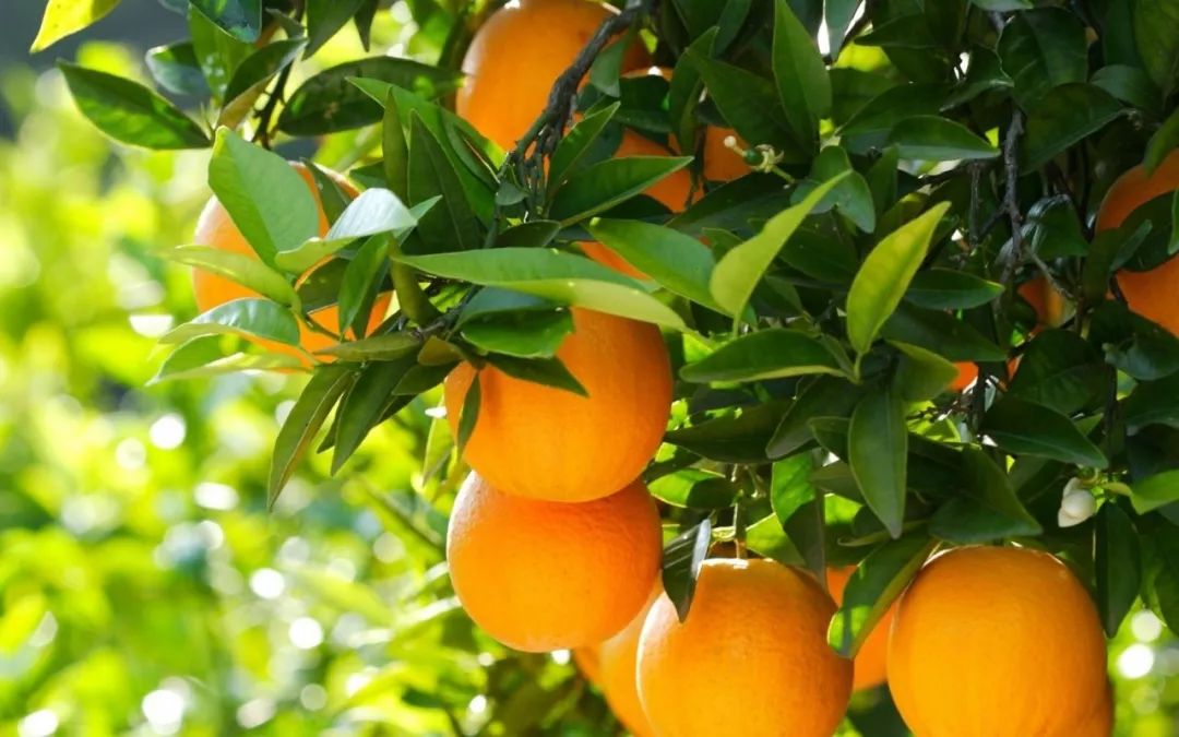 脐橙最甜_金堂脐橙相关-富顺县聚鑫种植家庭农场