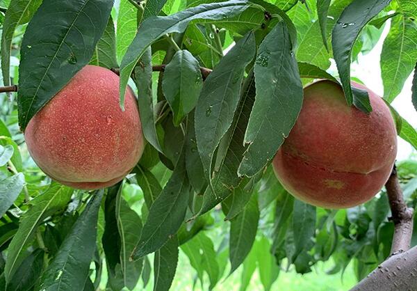 我们推荐鲜桃_鲜桃供应相关-铜川市绿阳现代农业发展有限责任公司