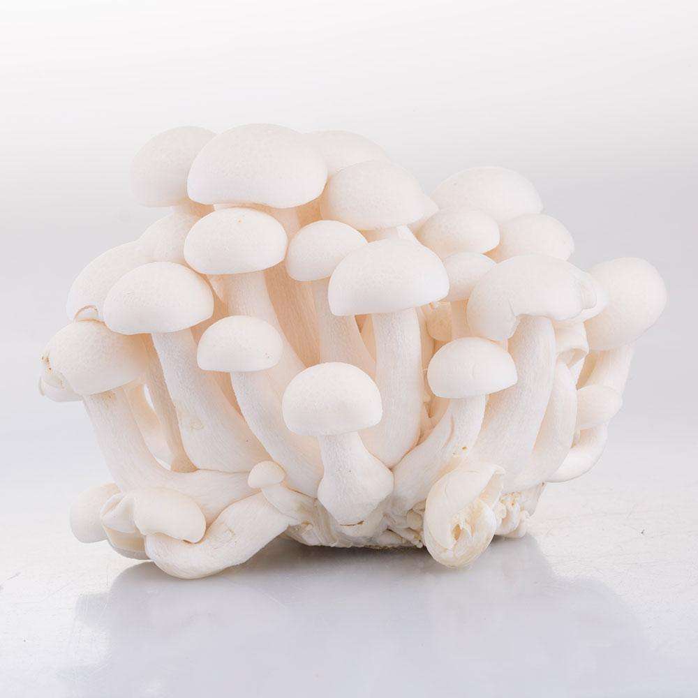高品质重庆海鲜菇配送_海鲜菇价格相关-重庆市人间美味贸易有限公司