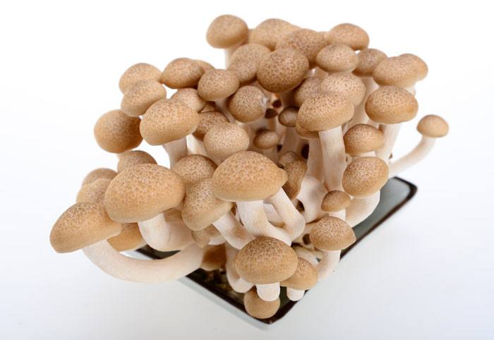 高品质大棚海鲜菇种植基地_海鲜菇供应相关-重庆市人间美味贸易有限公司