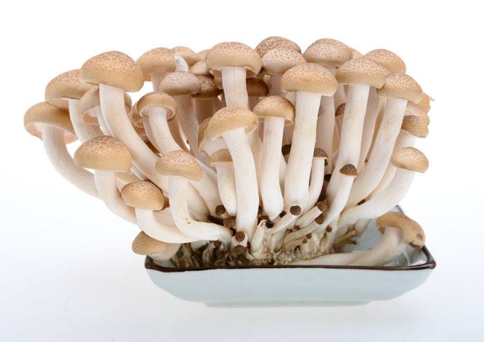 我们推荐蘑菇供应_蘑菇哪家好相关-重庆市人间美味贸易有限公司