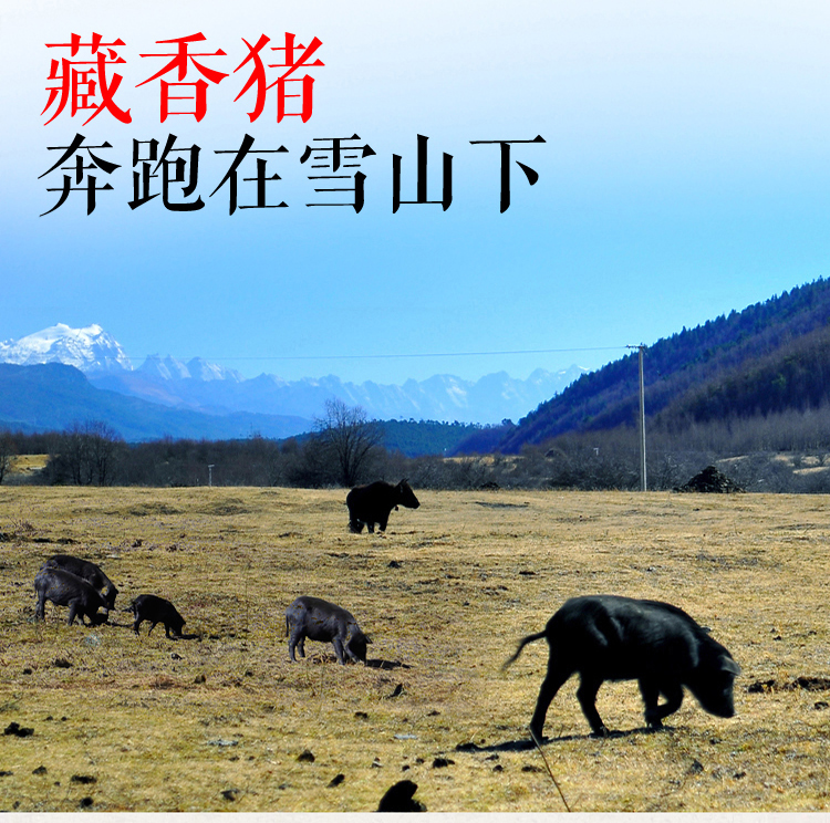 原生态藏香猪出售  西藏藏香猪