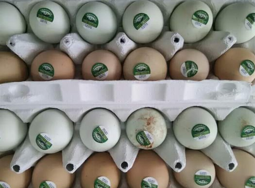 达州旧院黑鸡蛋公司-万源市百里坡旧院黑鸡养殖专业合作社
