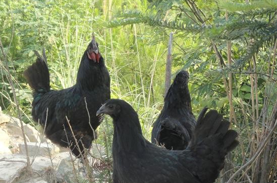 达州旧院黑鸡蛋批发_达州禽蛋价格-万源市百里坡旧院黑鸡养殖专业合作社