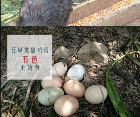 贵州旧院黑鸡蛋公司_成都禽蛋价格-万源市百里坡旧院黑鸡养殖专业合作社