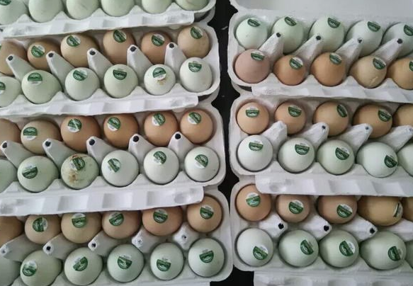 我们推荐达州旧院黑鸡蛋价格_ 旧院黑鸡蛋多少钱相关-万源市百里坡旧院黑鸡养殖专业合作社