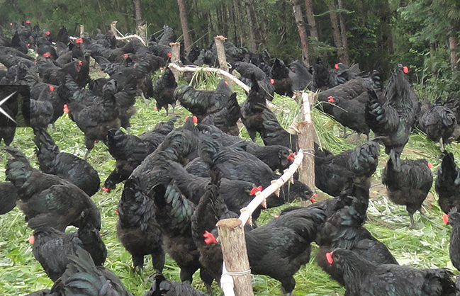 贵州旧院黑鸡苗价格_四川动物种苗哪家好-万源市百里坡旧院黑鸡养殖专业合作社