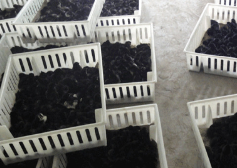 重庆旧院黑鸡苗价格_达州动物种苗公司-万源市百里坡旧院黑鸡养殖专业合作社