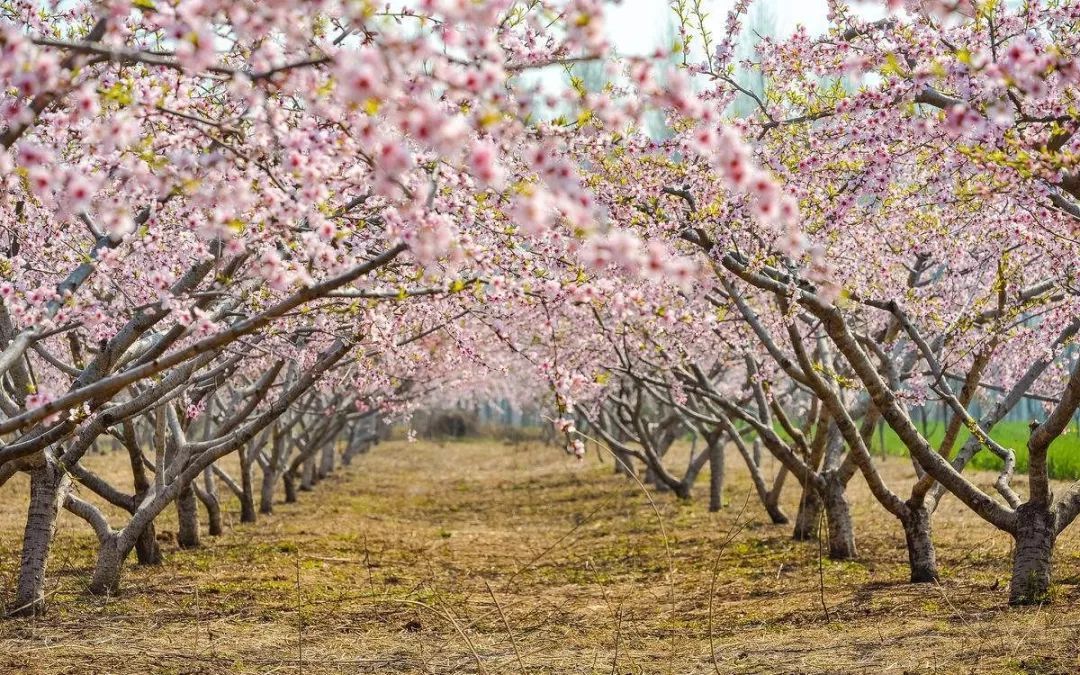 粉色的十里桃花林拍照_陕西怎么去-铜川市绿阳现代农业发展有限责任公司