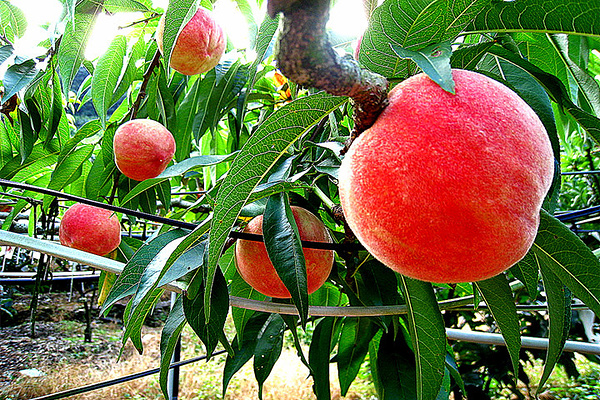 我们推荐新鲜脆甜桃子_脆甜桃子出售相关-铜川市绿阳现代农业发展有限责任公司
