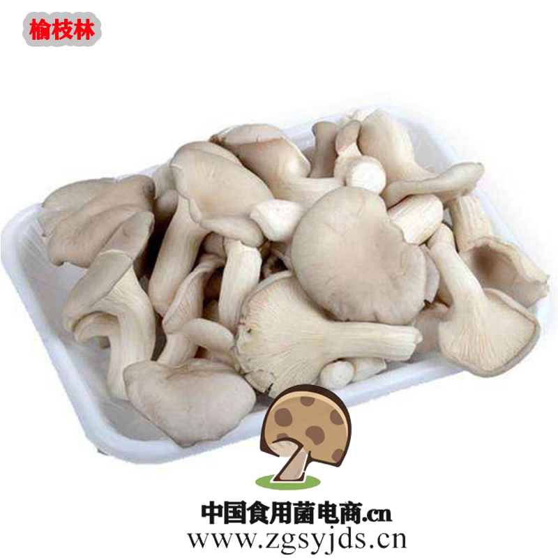 秀珍菇种植利润_新鲜营养价值-重庆市人间美味贸易有限公司