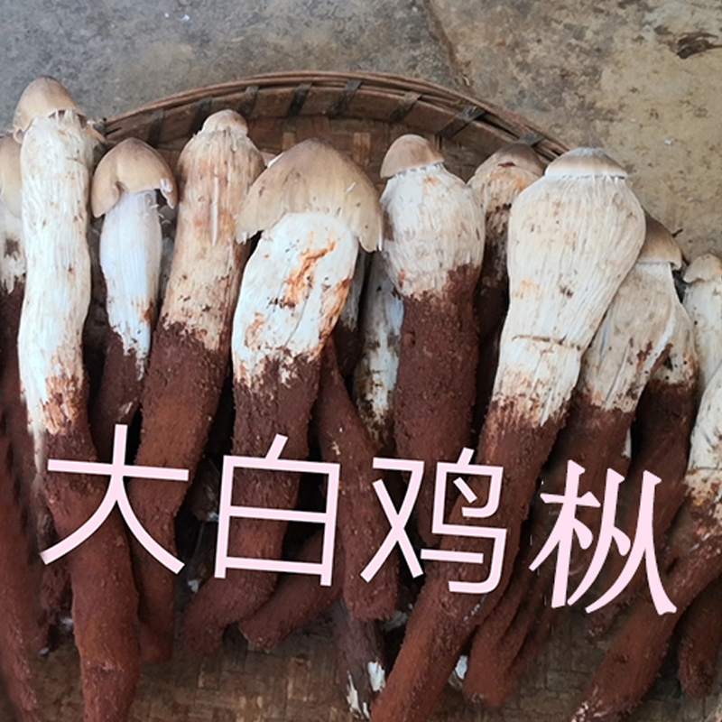 云南鸡枞菌营养价值_野生多少钱-重庆市人间美味贸易有限公司