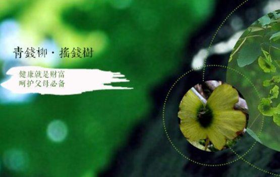 青钱柳叶茶的功效与作用_青钱柳叶相关-贵州沿河乌江生物科技发展有限公司