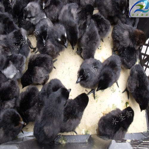 五黑鸡苗哪家好_畜禽种苗相关-万源市百里坡旧院黑鸡养殖专业合作社