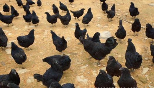 成都黑鸡苗哪家好_重庆动物种苗公司-万源市百里坡旧院黑鸡养殖专业合作社