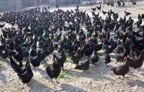 绿壳蛋鸡苗批发_优质鸡公司-万源市百里坡旧院黑鸡养殖专业合作社