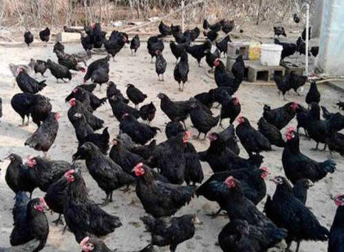成都黑鸡苗公司_成都动物种苗哪家好-万源市百里坡旧院黑鸡养殖专业合作社