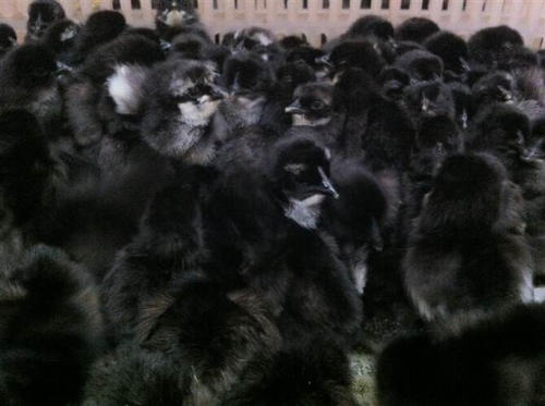 贵州黑鸡苗哪家便宜_动物种苗-万源市百里坡旧院黑鸡养殖专业合作社