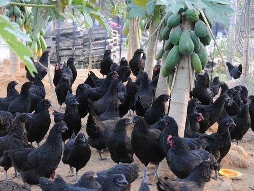 旧院黑鸡蛋_禽蛋价格-万源市百里坡旧院黑鸡养殖专业合作社
