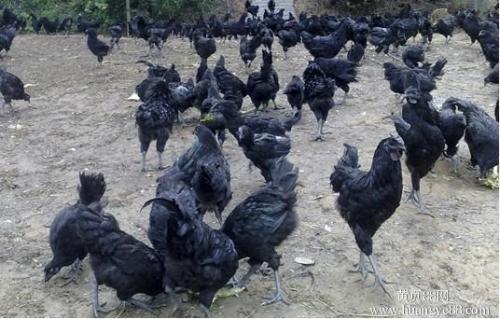 贵州黑鸡苗批发_动物种苗-万源市百里坡旧院黑鸡养殖专业合作社