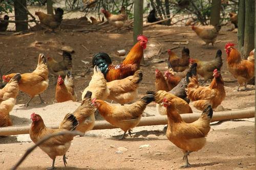 云南旧院黑鸡蛋多少钱_达州禽蛋公司-万源市百里坡旧院黑鸡养殖专业合作社