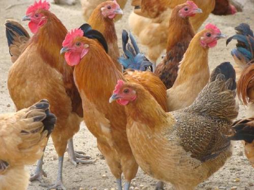 达州黑鸡苗哪家好_动物种苗公司-万源市百里坡旧院黑鸡养殖专业合作社