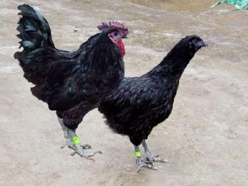 重庆旧院黑鸡公司_达州鸡哪家好-万源市百里坡旧院黑鸡养殖专业合作社