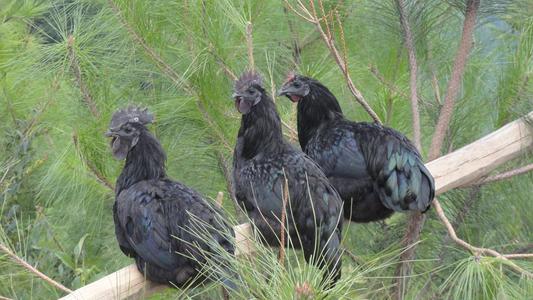 黑鸡苗价格_四川动物种苗-万源市百里坡旧院黑鸡养殖专业合作社