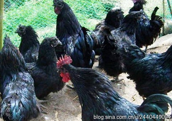 贵州万源旧院黑鸡多少钱_达州鸡价格-万源市百里坡旧院黑鸡养殖专业合作社