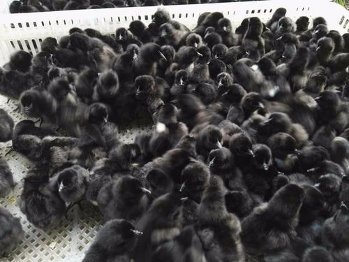 达州五黑鸡苗_畜禽种苗相关-万源市百里坡旧院黑鸡养殖专业合作社