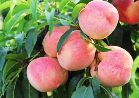 进口水果批发多少一斤_价格-四川省忆鲜甜农业科技有限公司